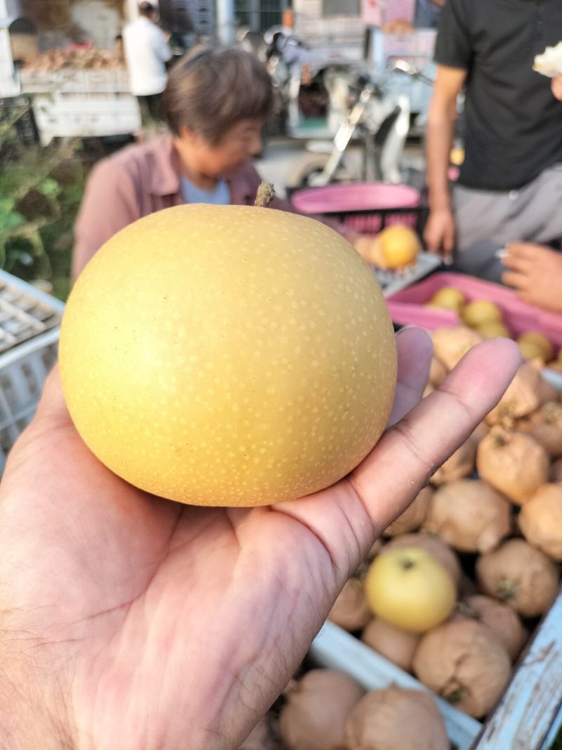 砀山县元黄梨翠玉梨秋月梨皇冠梨新玉梨，鲜果现货，精选品质