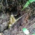 大山深处纯正野生蜂蜜，全年供应。
