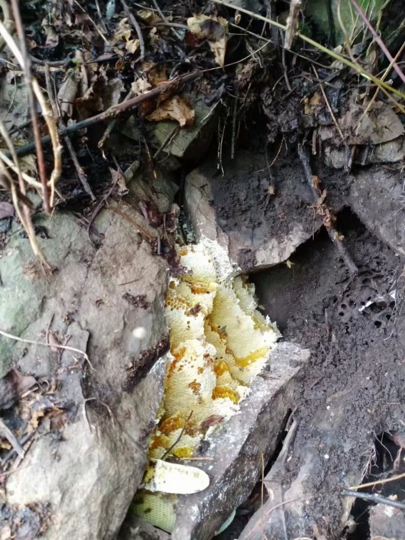 大山深处纯正野生蜂蜜，全年供应。