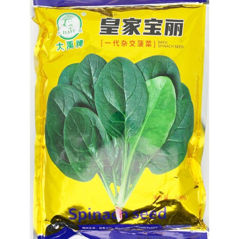 皇家宝丽墨菲特杂交菠菜种子耐寒抗病圆叶直立红根菠菜种