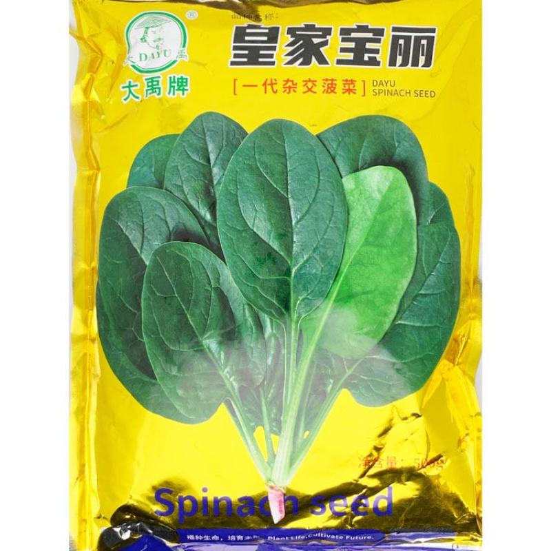 皇家宝丽墨菲特杂交菠菜种子耐寒抗病圆叶直立红根菠菜种