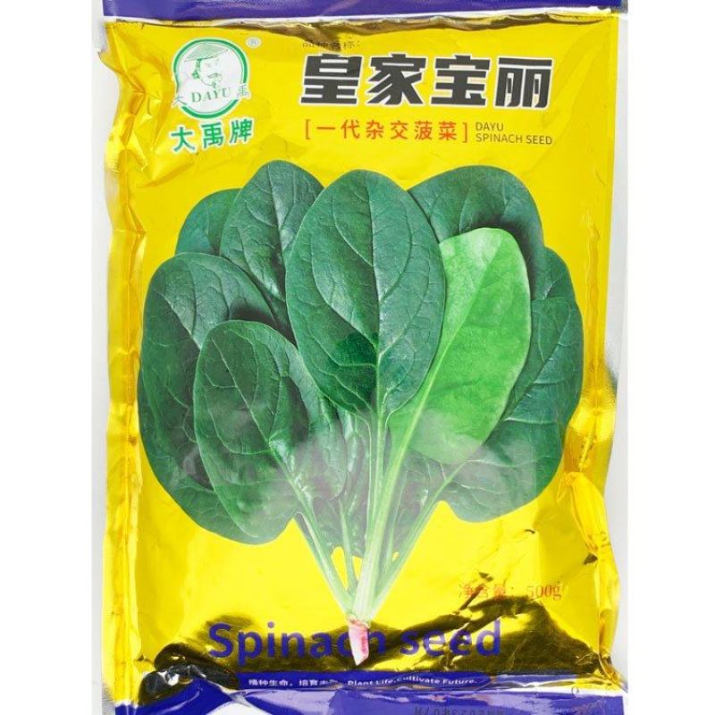 皇家宝丽墨菲特杂交菠菜种子耐寒抗病圆叶直立红根菠菜种