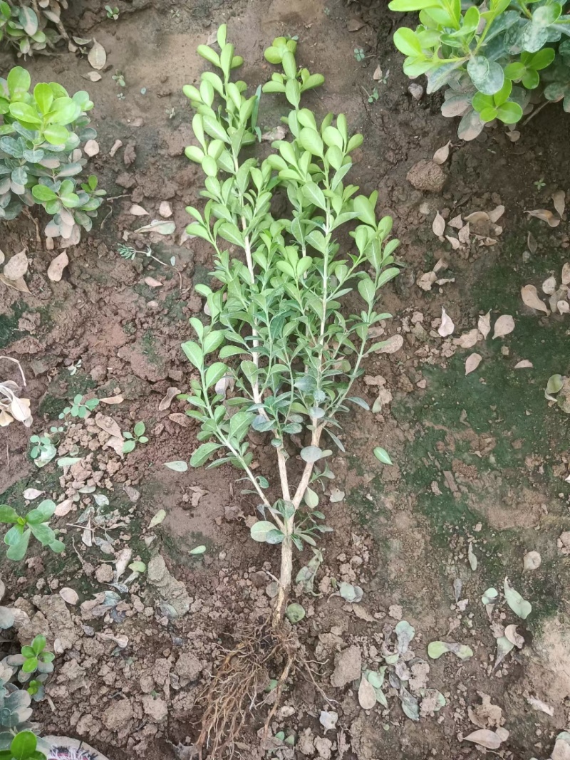 瓜子黄杨，