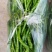 湖北利川高山有机蔬菜品质好