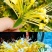 金银花野生金银花自然晒干泡水泡茶口感甘醇包邮