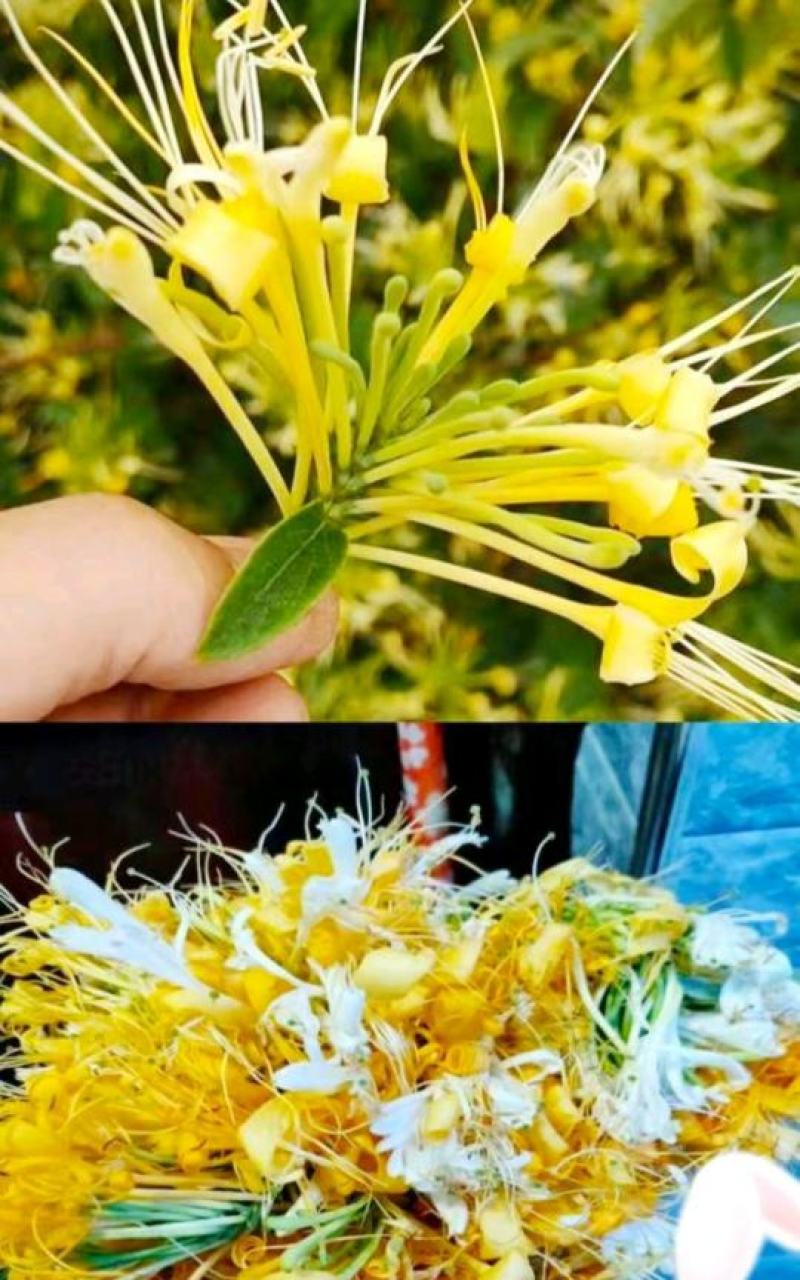 金银花野生金银花自然晒干泡水泡茶口感甘醇包邮