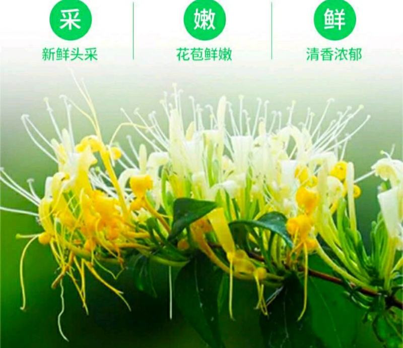 金银花野生金银花自然晒干泡水泡茶口感甘醇包邮