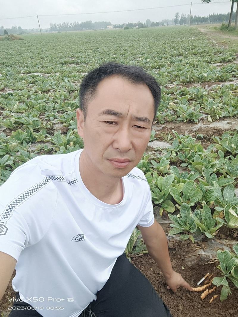 地黄栽子，北京脱毒新3号，保证质量，技术跟踪，回收产品