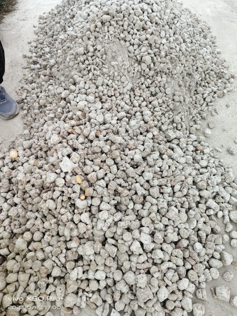 地黄栽子，北京脱毒新3号，保证质量，技术跟踪，回收产品