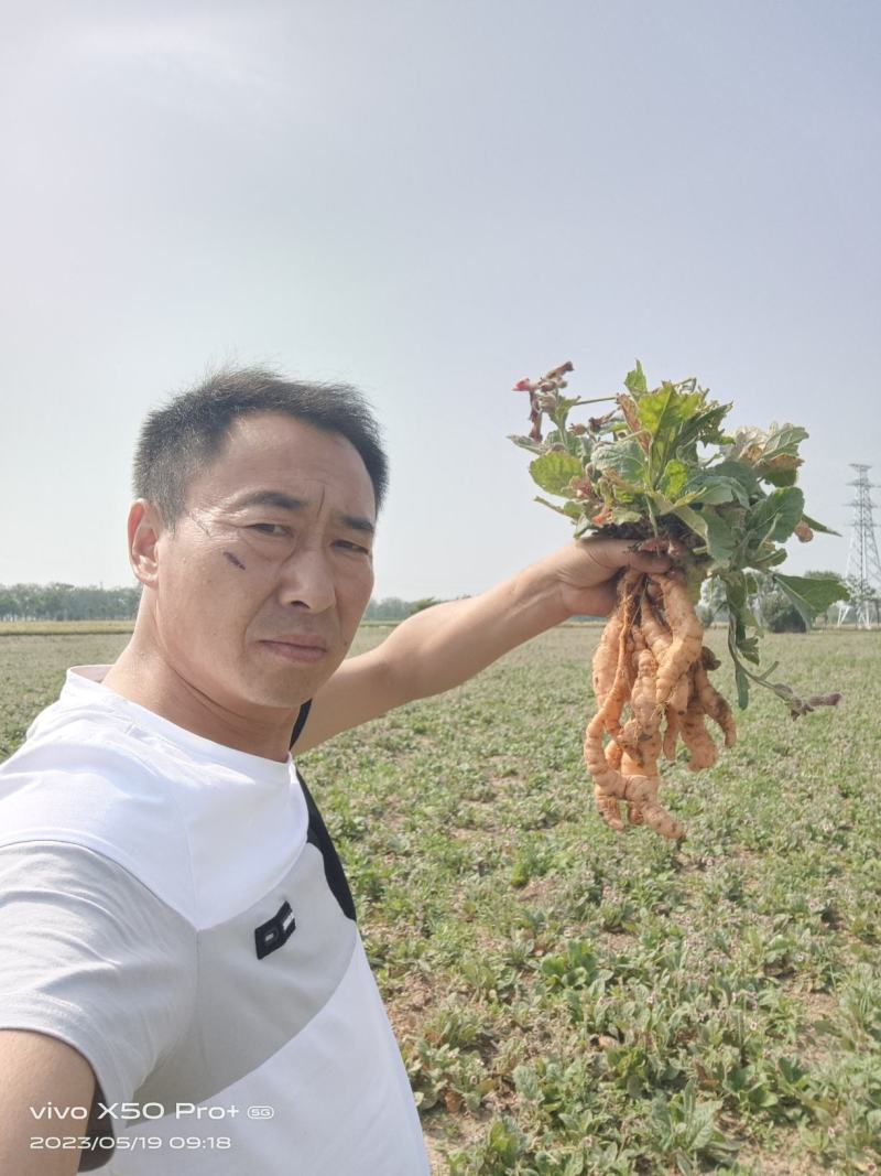 地黄栽子，北京脱毒新3号，保证质量，技术跟踪，回收产品