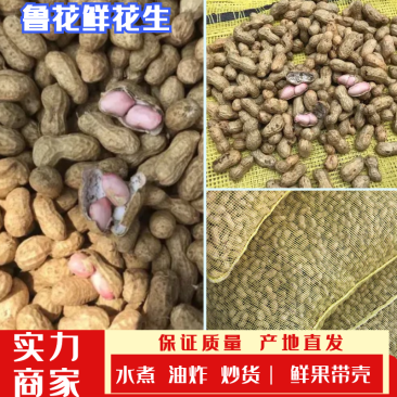 鲁花系列花生，鲜果，带壳，可水煮，榨油，炒货，