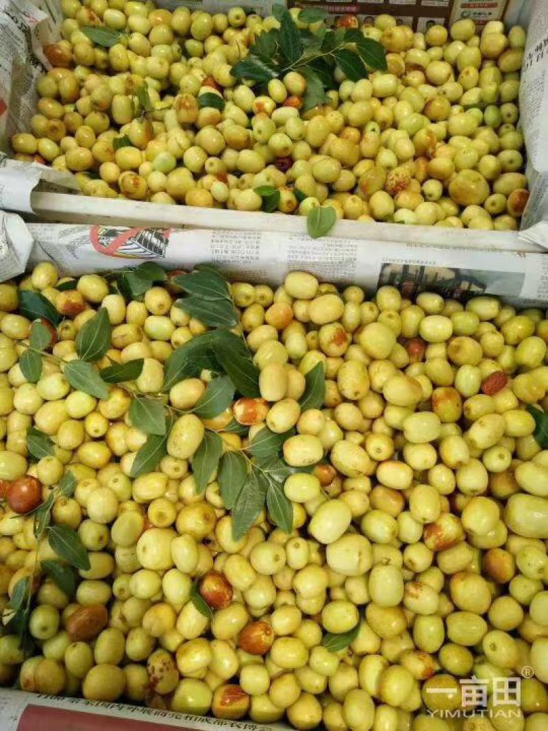 米枣：崭山米枣香甜可囗，入口化渣，皮薄肉脆，当季送礼佳品