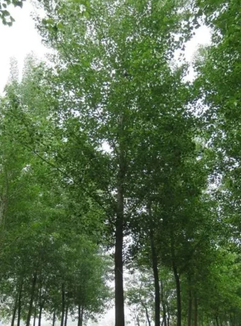 杨树