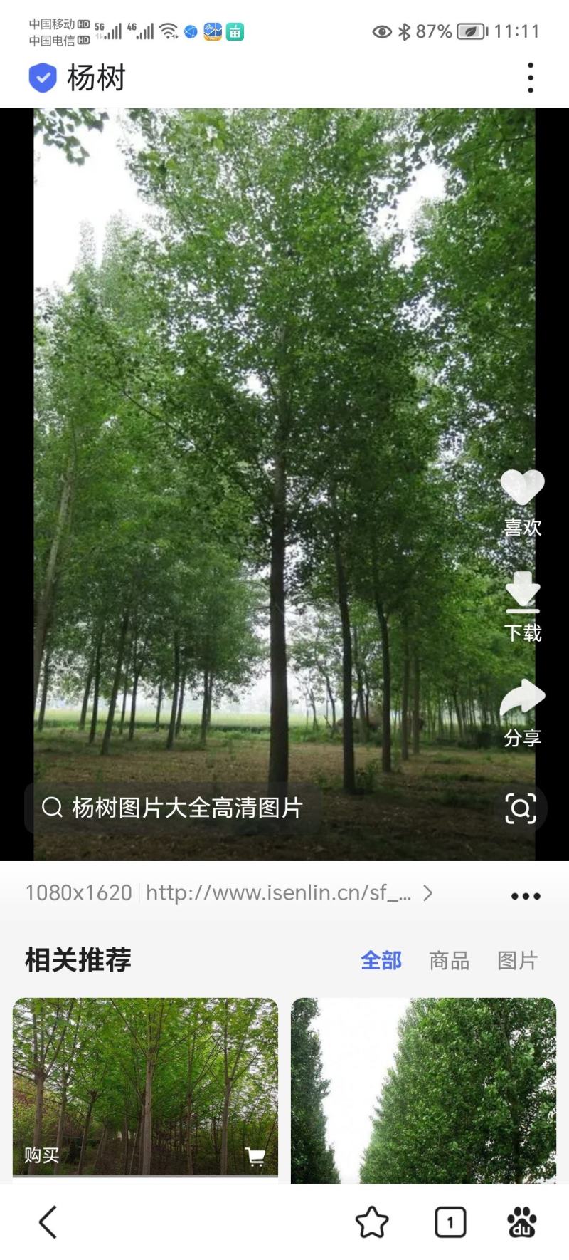 杨树