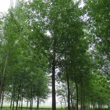 杨树