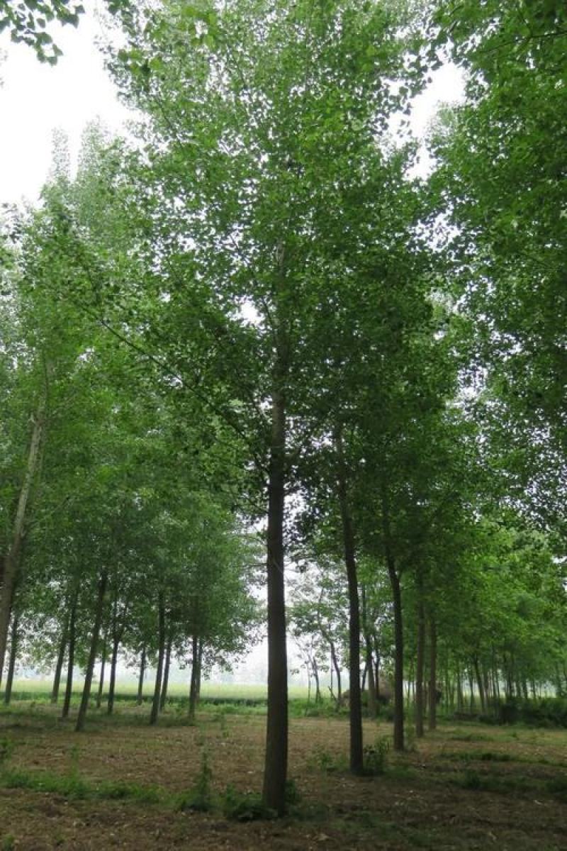 杨树