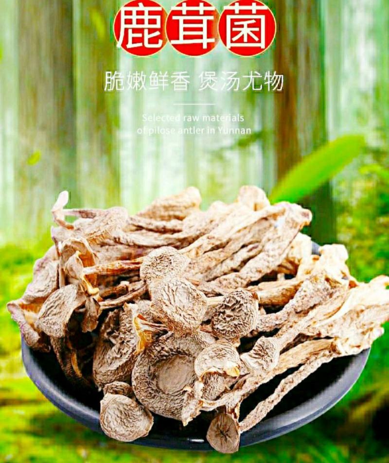 农家鹿茸菇鹿茸菇食用菌菌香浓郁煲汤鲜香美味干货包邮