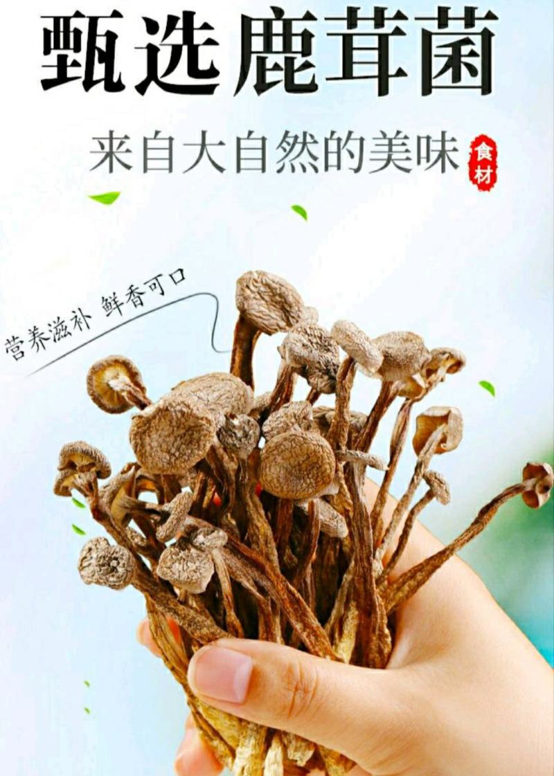 农家鹿茸菇鹿茸菇食用菌菌香浓郁煲汤鲜香美味干货包邮