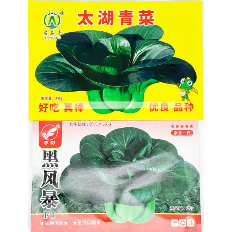 黑风暴太湖青菜矮脚苏州青种子耐寒特矮油亮黑叶菜种子