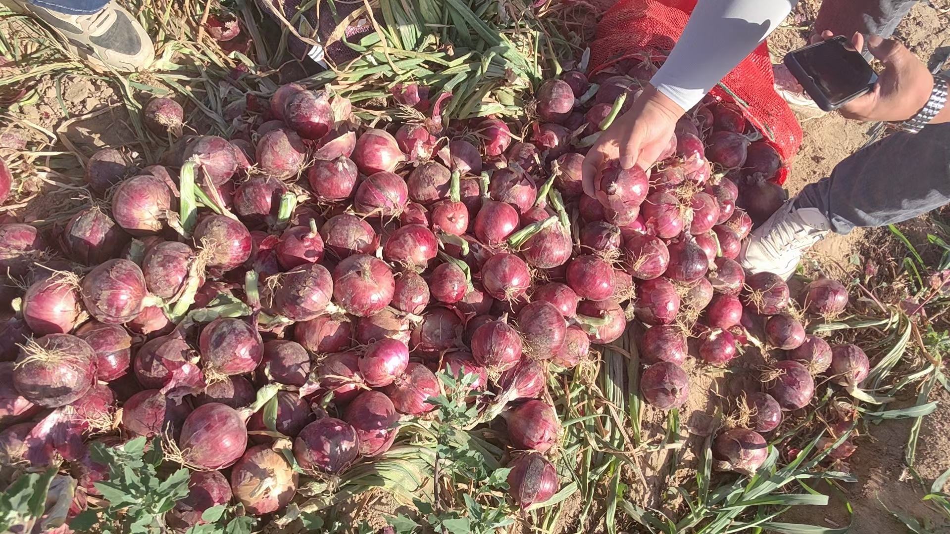 现代化洋葱分拣包装车间