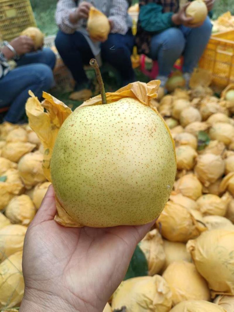 雪花梨慢慢大量上市了，欢迎各位老板前来实地看货