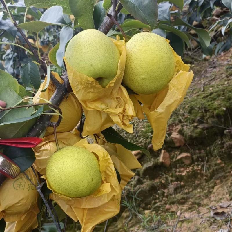 雪花梨慢慢大量上市了，欢迎各位老板前来实地看货
