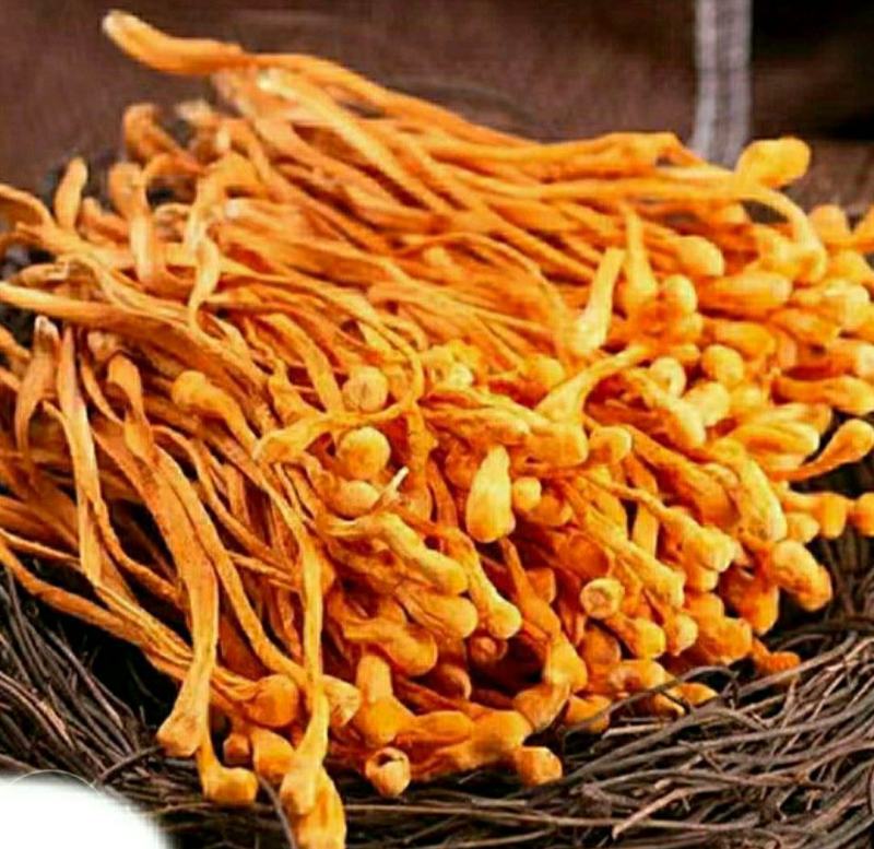 农家金虫草花虫草花干货原汁原味煲汤营养美味包邮