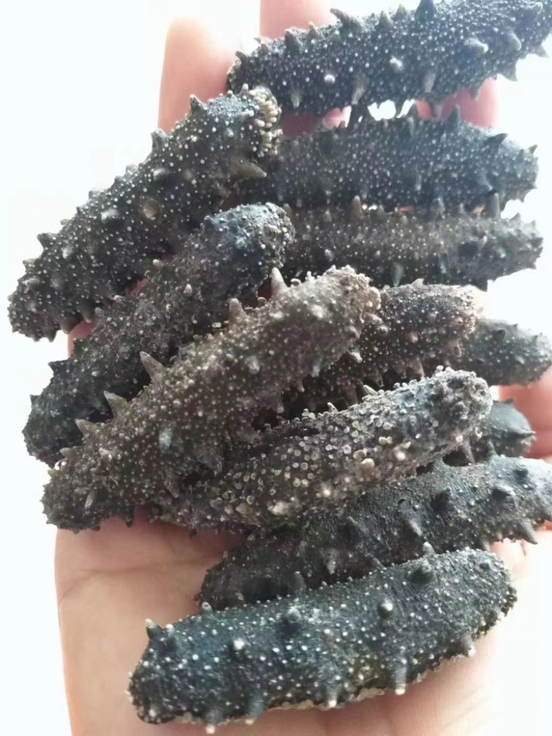 各种海产品，海产品代办，代加工，需要的联系