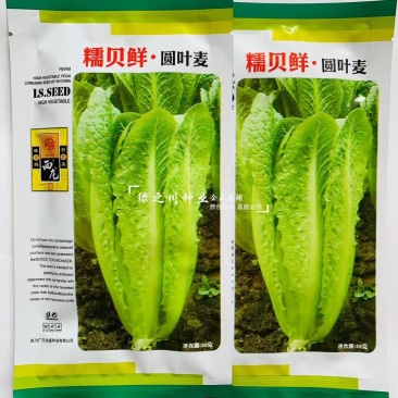 糯贝鲜圆叶麦种子全能型叶菜圆叶油麦菜种子四季速生蔬菜种子