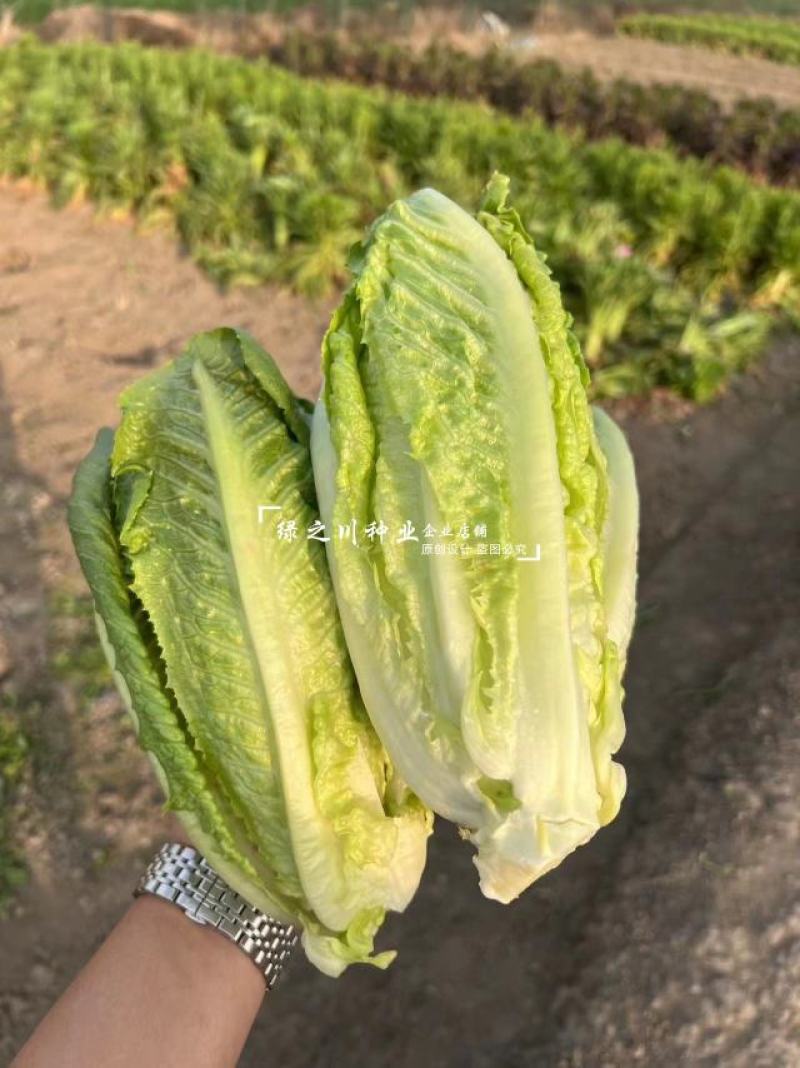 糯贝鲜圆叶麦种子全能型叶菜圆叶油麦菜种子四季速生蔬菜种子