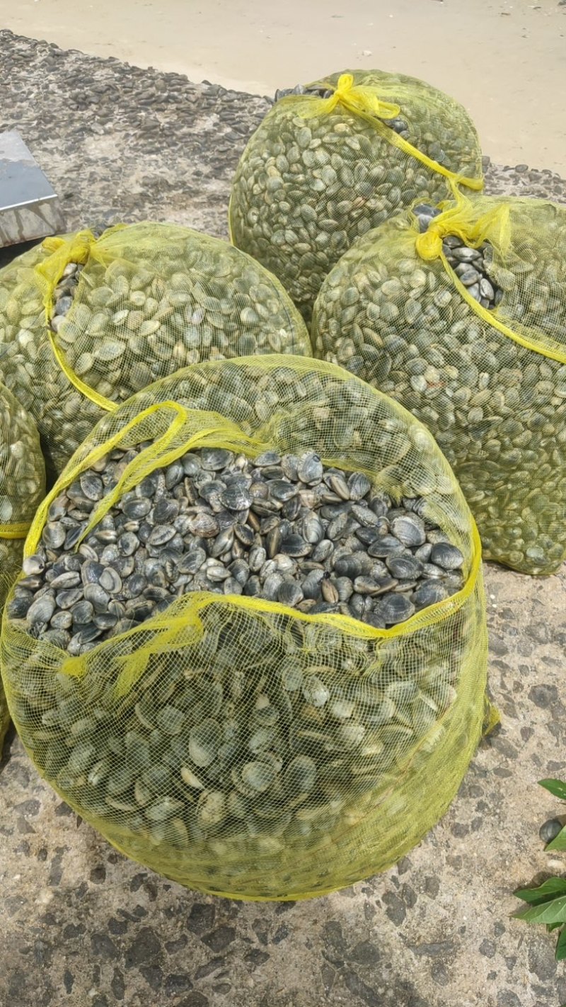 【热】蛤蜊花甲螺海螺大量供货产地发货对接全国量大