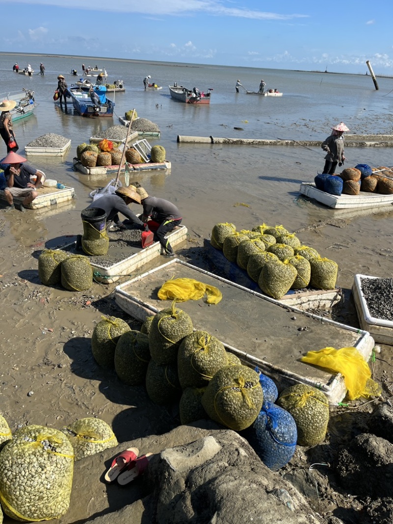 【热】蛤蜊花甲螺海螺大量供货产地发货对接全国量大