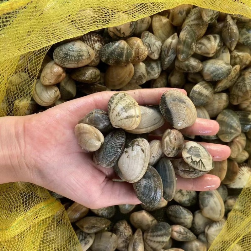 【热】蛤蜊花甲螺海螺大量供货产地发货对接全国量大