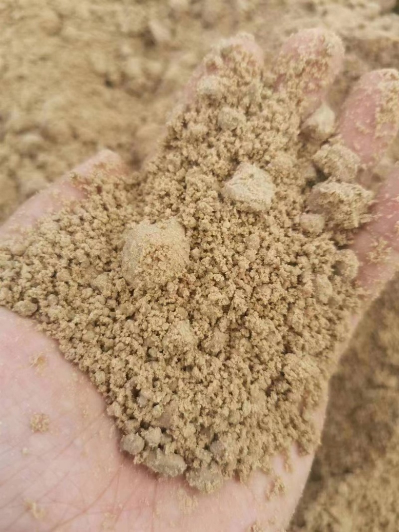 新鲜豆豉粉