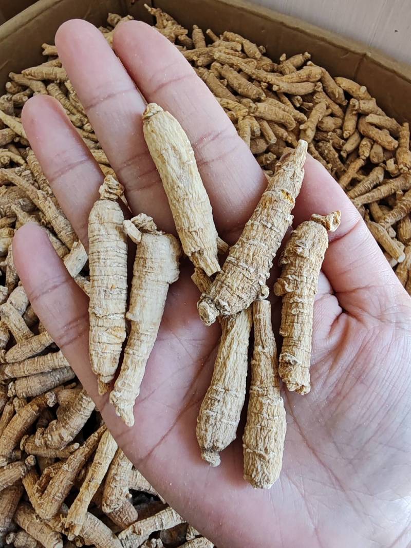 批发西洋参短条500克包邮花旗参泡水煮汤西洋参味浓