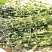 半枝莲挖耳草道地中草药半枝莲干净无杂保质保量包邮
