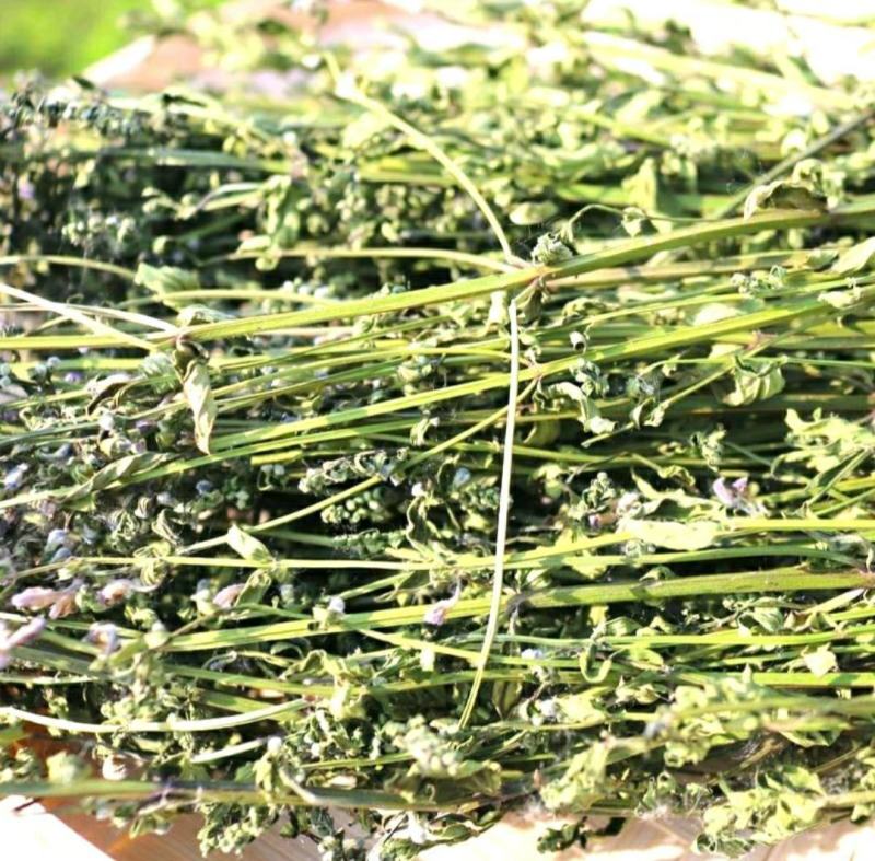 半枝莲挖耳草道地中草药半枝莲干净无杂保质保量包邮