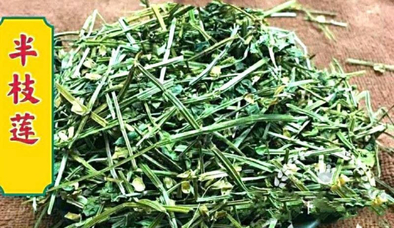 半枝莲挖耳草道地中草药半枝莲干净无杂保质保量包邮