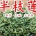 半枝莲挖耳草道地中草药半枝莲干净无杂保质保量包邮