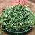 半枝莲挖耳草道地中草药半枝莲干净无杂保质保量包邮