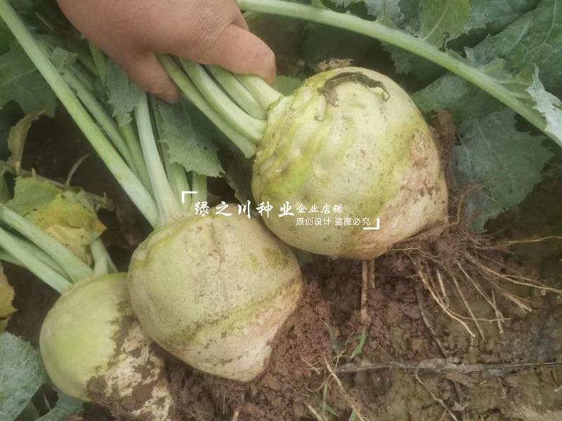 光头芥菜种子有辣味可做辣菜食用腌渍蔬菜种子芥菜疙瘩菜种子