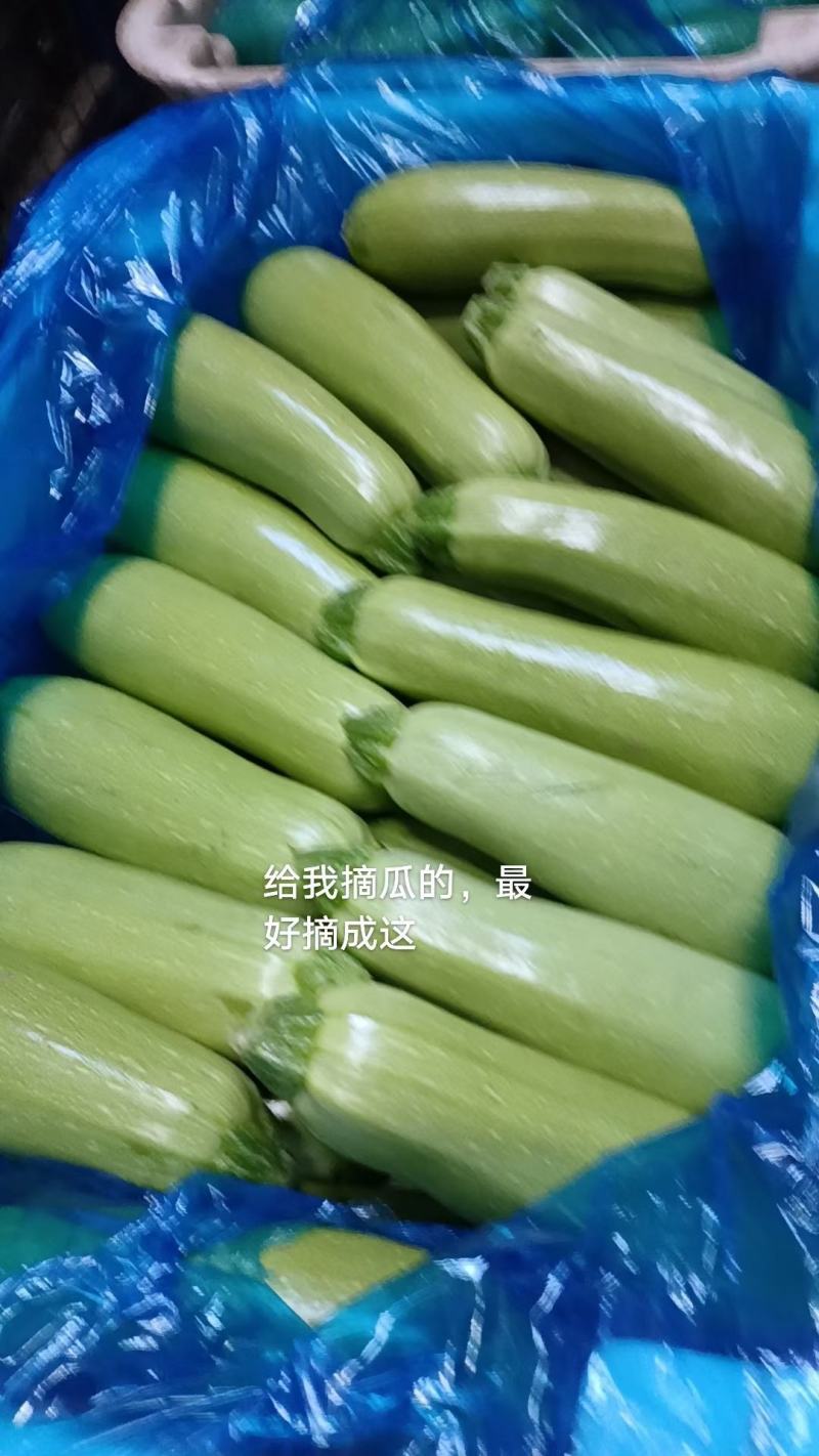 精品西葫芦