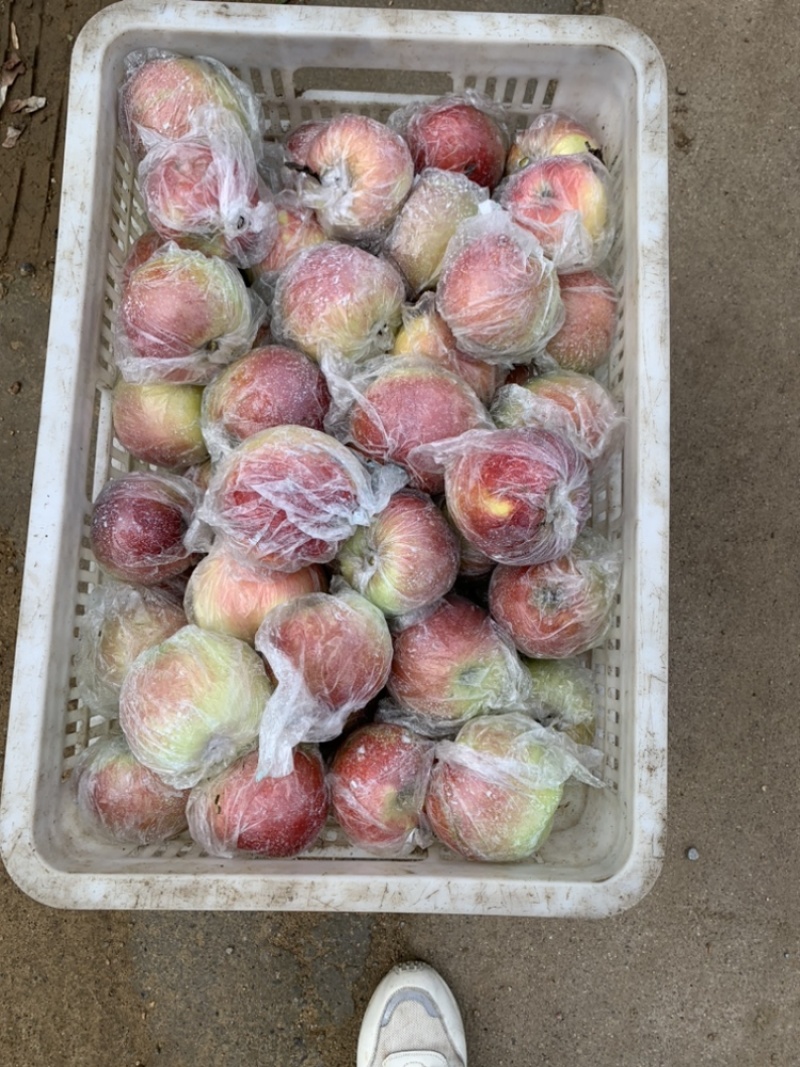 嘎啦，美八苹果大降价批发，山东早熟苹果价格便宜口感非常好