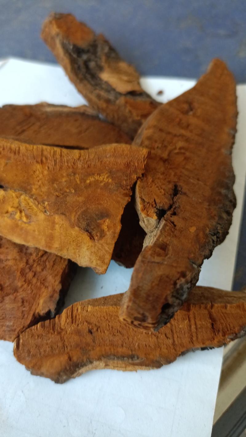 桑黄，手选人工切片，货源充足，干净无杂，全国发货