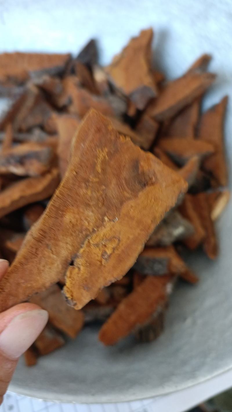 桑黄，手选人工切片，货源充足，干净无杂，全国发货