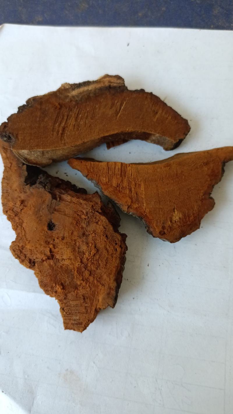 桑黄，手选人工切片，货源充足，干净无杂，全国发货