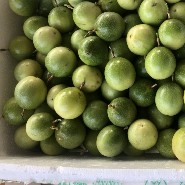 钦九新鲜摘果发货