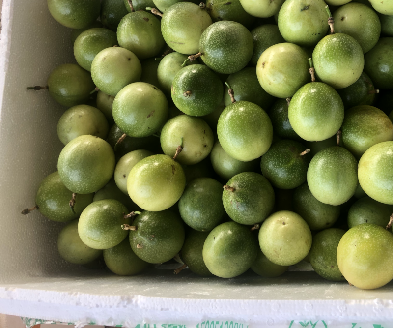 钦九新鲜摘果发货