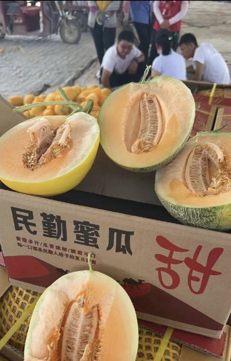甘肃民勤万亩哈密瓜基地，欢迎来电选购，全国无死角代发团队