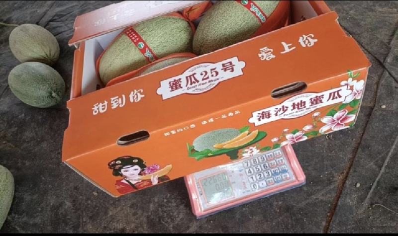 甘肃民勤万亩哈密瓜基地，欢迎来电选购，全国无死角代发团队